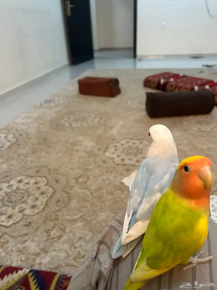 طيرين روز اليفات جدا 2