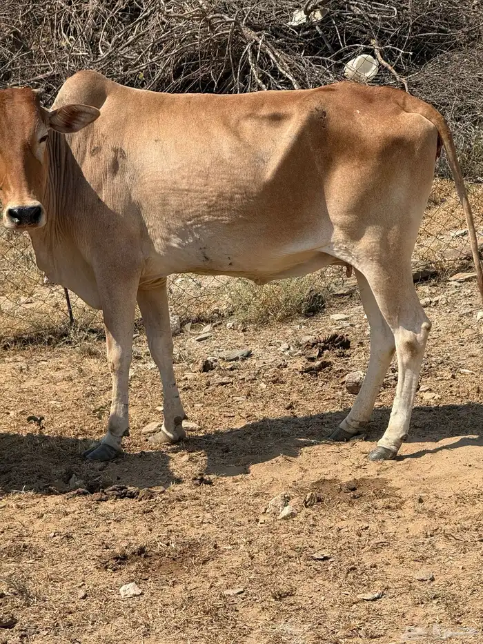 بقر بلدي 0
