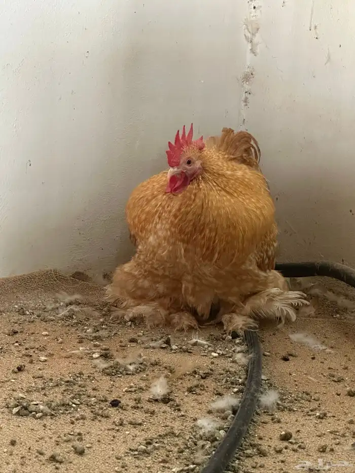 ديك دجاج كوشن فيومي قولد توب التوب 1