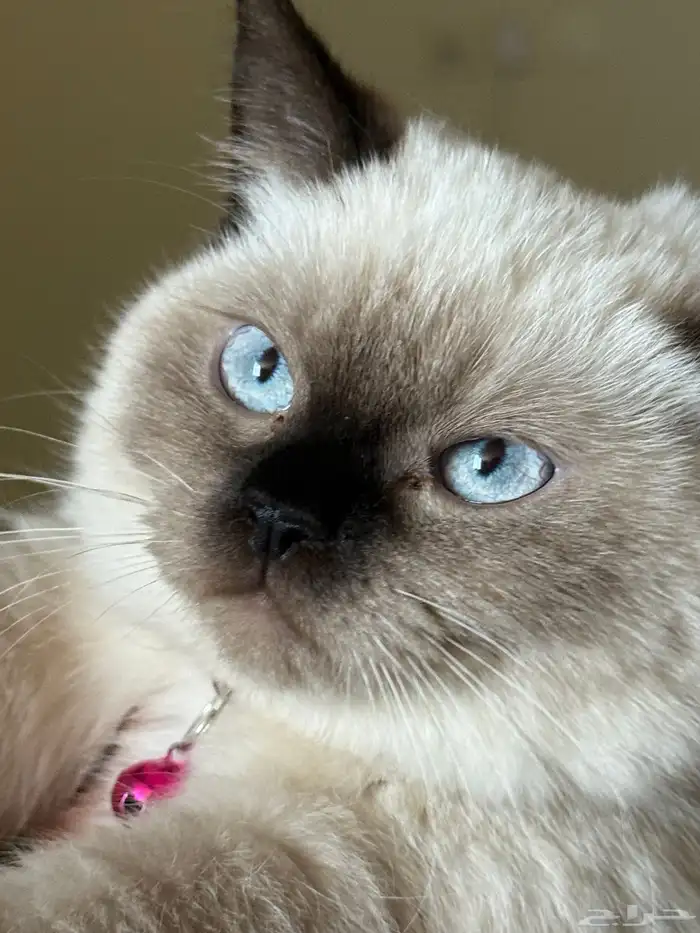 قطه هملايا 0