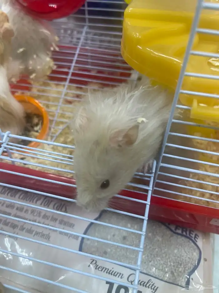 هامستر للبيع 7