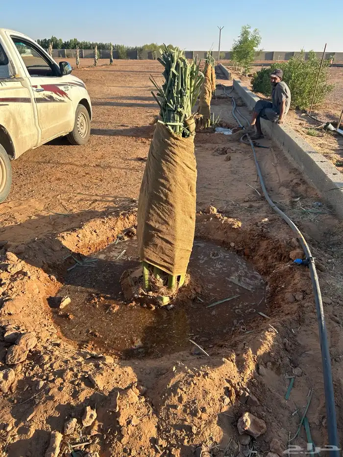 لتوريد جميع أنواع النخيل 9