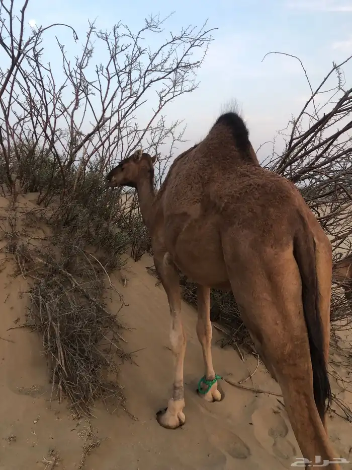 بكره بكار حقه مشرقه جذعه 2