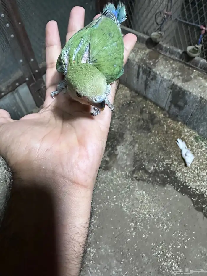 فروخ روز نهايه غر للبيع اليفه جدا 6