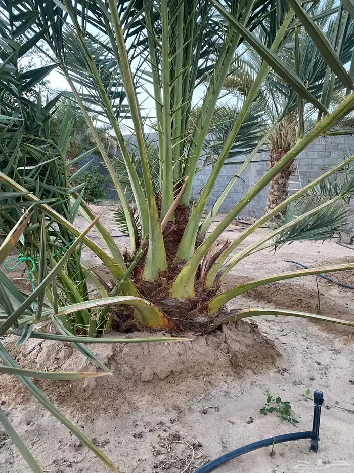 نخله نوع شكل 1