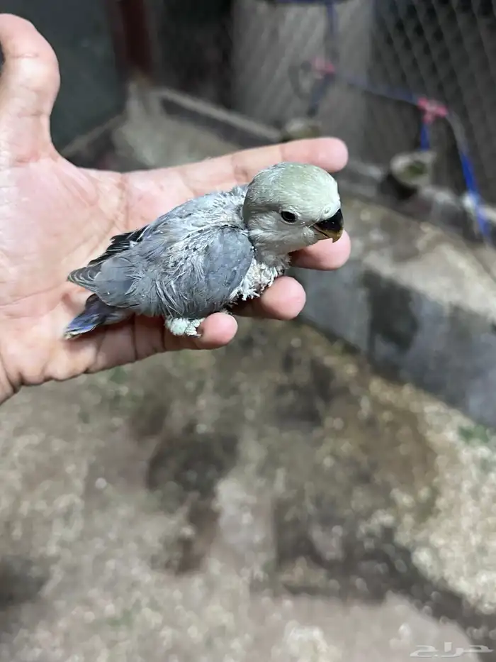 فروخ روز نهايه غر للبيع اليفه جدا 3