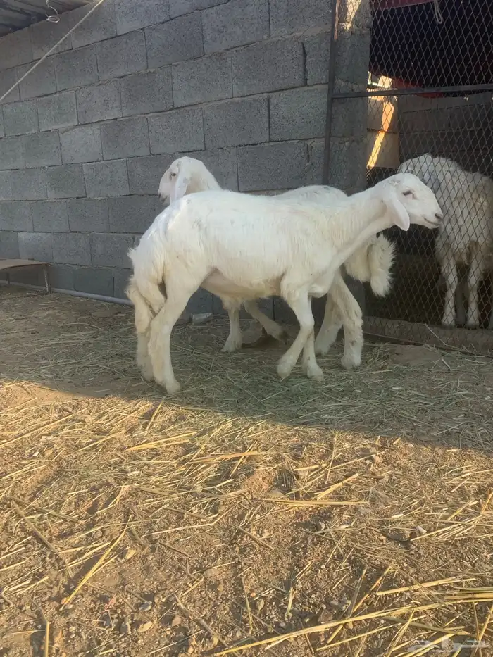 طليان صنف توم 1