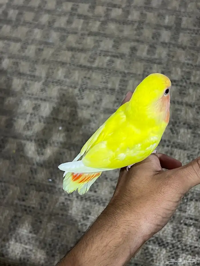 سلام عليكم للبيع طير روز عمر تقربن شهرين 1