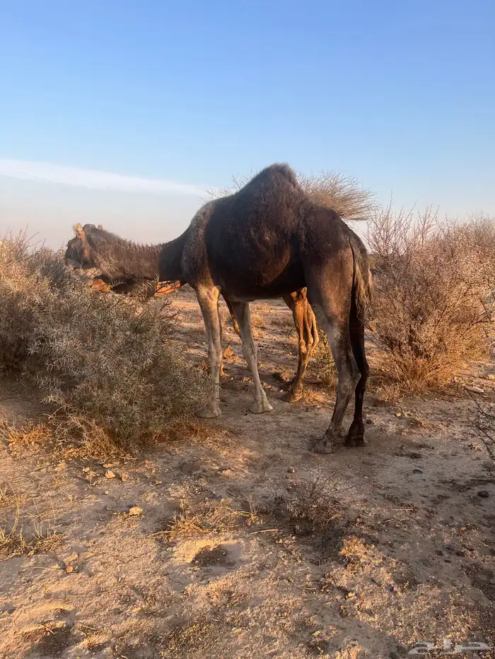 ناقه معشر عشار 0