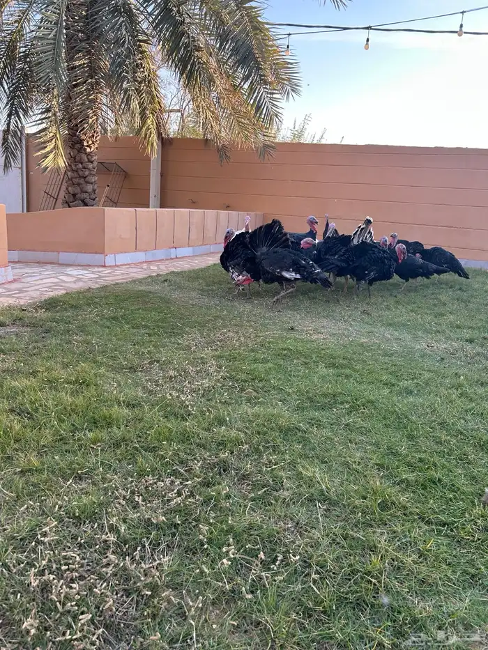 دجاج رومي أسود 3