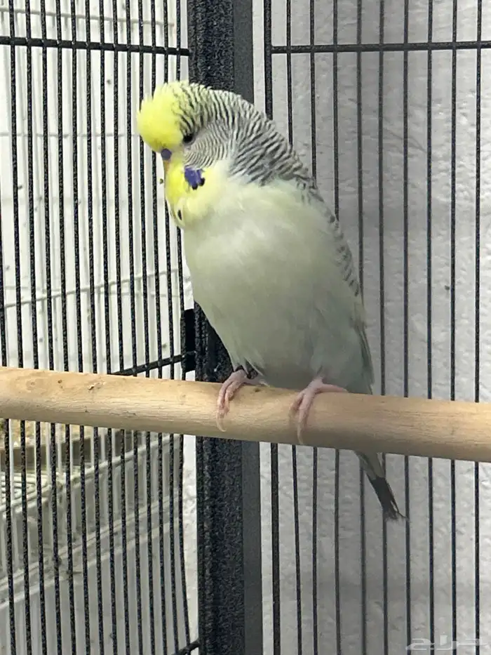 للبيع ذكر بادجي انجليزي 2