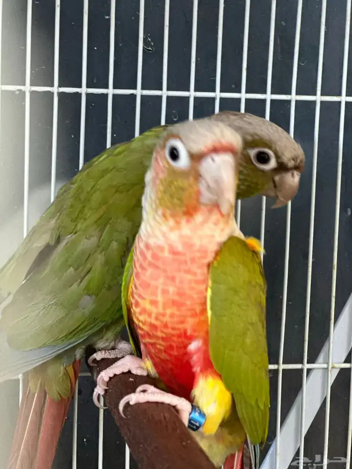 جوز كنيور منتج 0