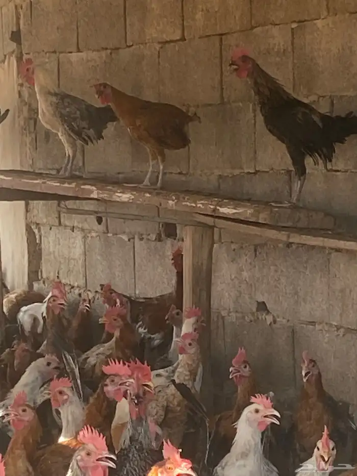 ديوك بلدي عمر سته شهور بحاله ممتازه 4