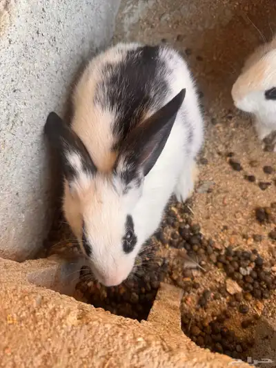 الرانب بلديه index