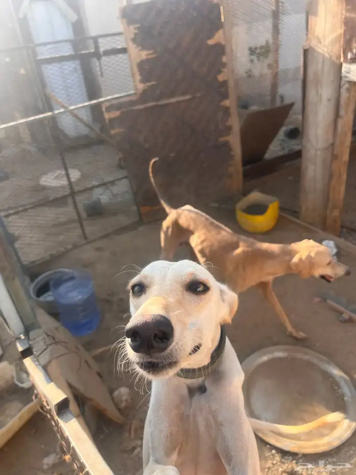 سلوقي للبدل 7