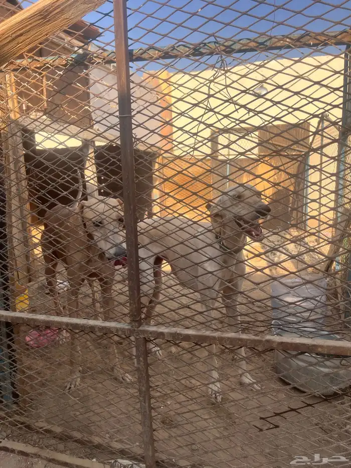 سلوقي للبدل 8