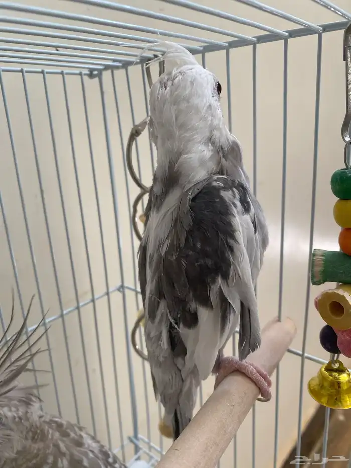 فروخ كروان للبيع 400 3