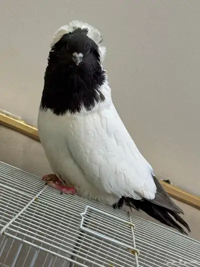 ذكر سوداني امريكي index