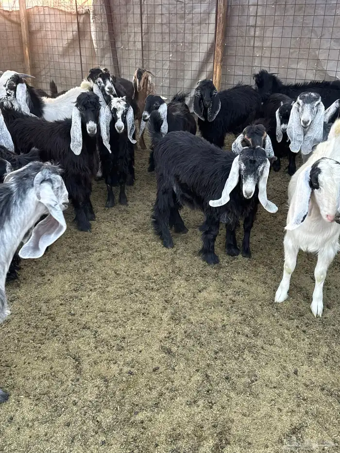 تيوس وجفار للبيع 3