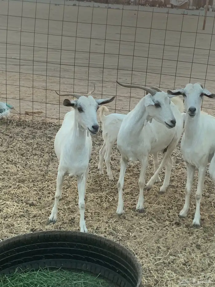 للبيع معزا بيشيات دفيع 1