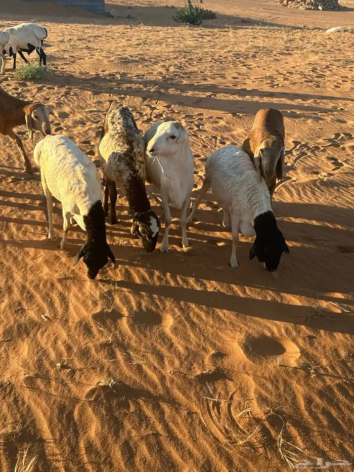 رفيد وبرابر مرآبي طب وتخير 7