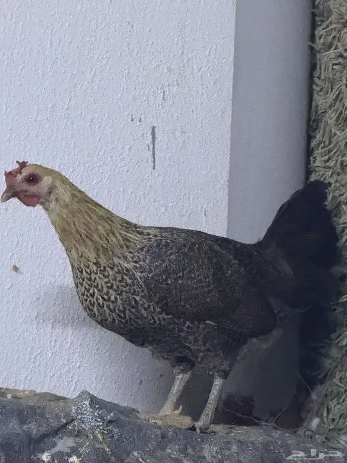 للبيع دجاج بياض 3