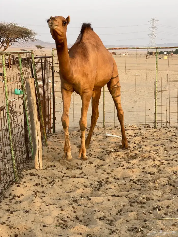 للبيع بكار سواحل 1