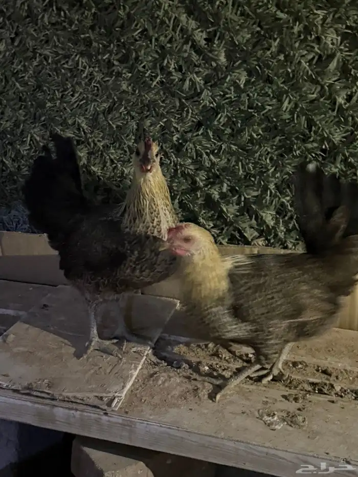 للبيع دجاج بياض 0