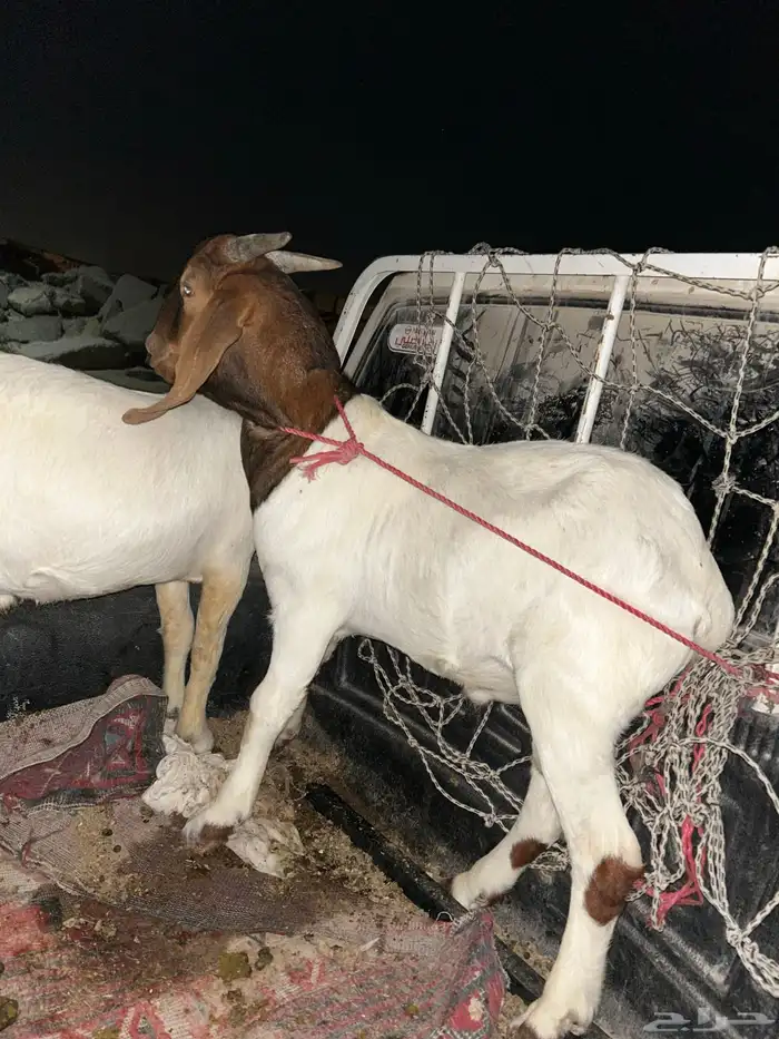 تيوس بروقت 1