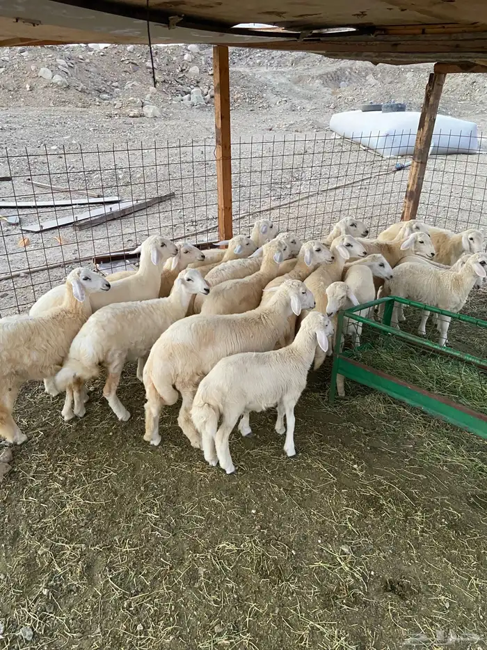 طليان ورخال ذبايح للبيع 4