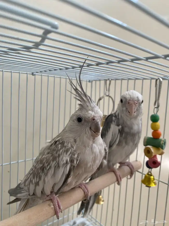 فروخ كروان للبيع 400 2