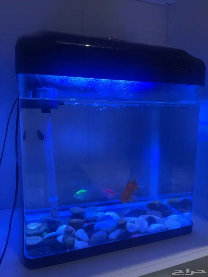 حوض سمك 0