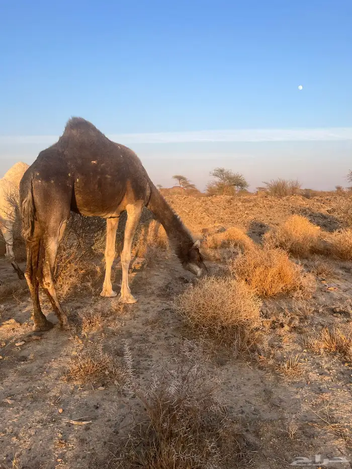 ناقه معشر عشار 3