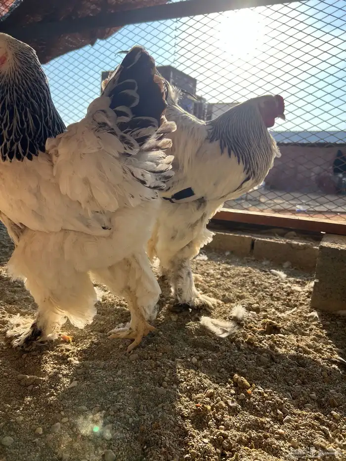 طبق بيض مخصب براهما كولومبي 0