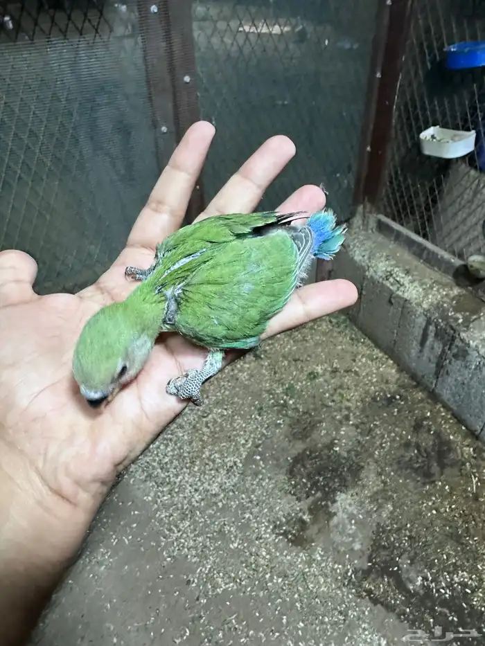 فروخ روز نهايه غر للبيع اليفه جدا 1