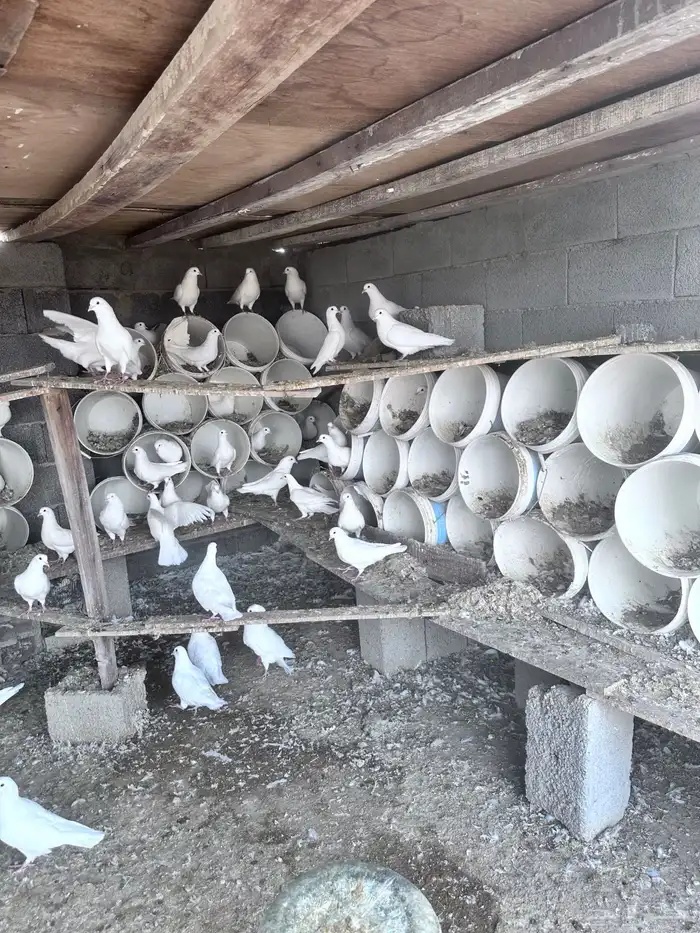 حمام فرنسي 3