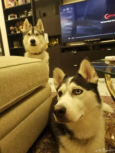 كلاب هاسكي للتبني بمبلغ رمزي index