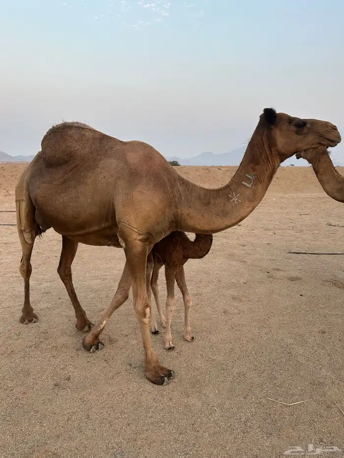 خلفه مصغر ساحليه 2