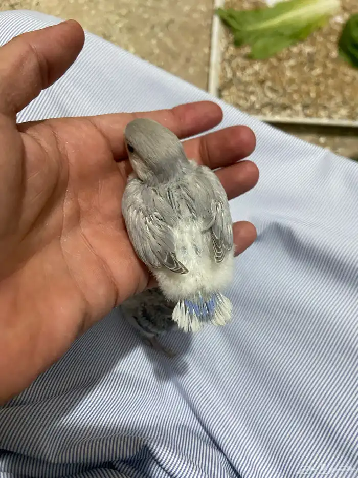 طيور روز للتبني 0