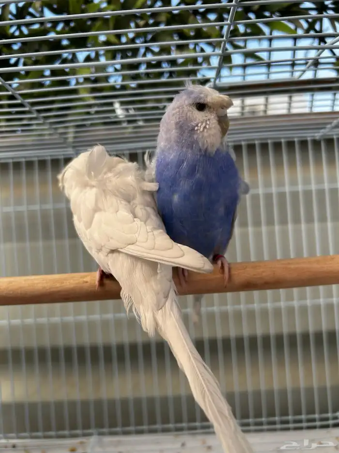 جوز باجي هوقو نص ولافه الجوز مشاء الله مرتب 3