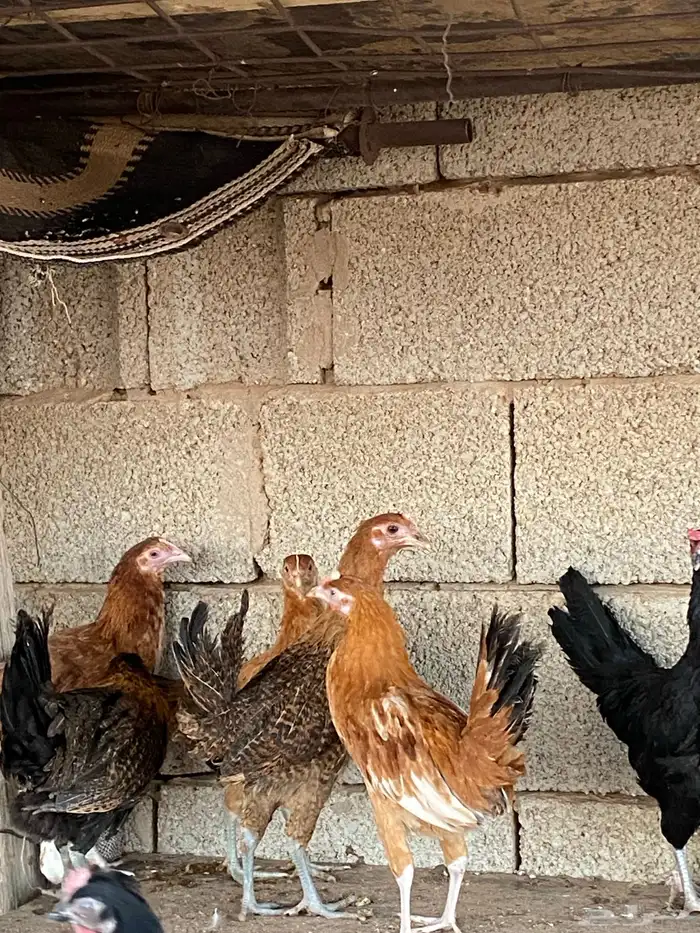 دجاج بلدي فاخر 5