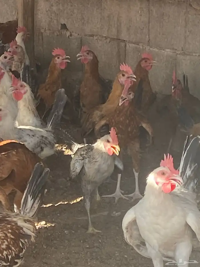 ديوك بلدي عمر سته شهور بحاله ممتازه 3