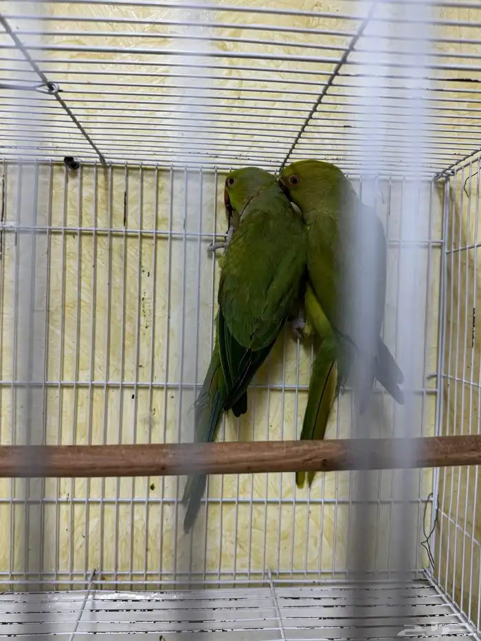 جوز دره هندي 3