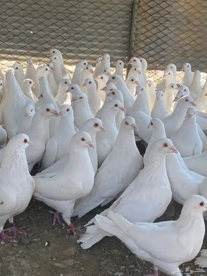 تم البيع الله يبارك لرعيه 2