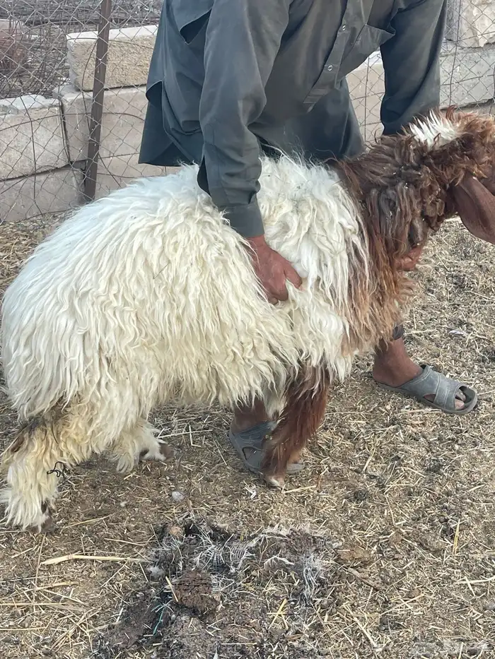 رخال نعيمي للبيع(تم البيع ) 3