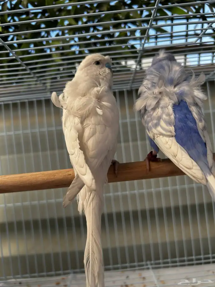 جوز باجي هوقو نص ولافه الجوز مشاء الله مرتب 1