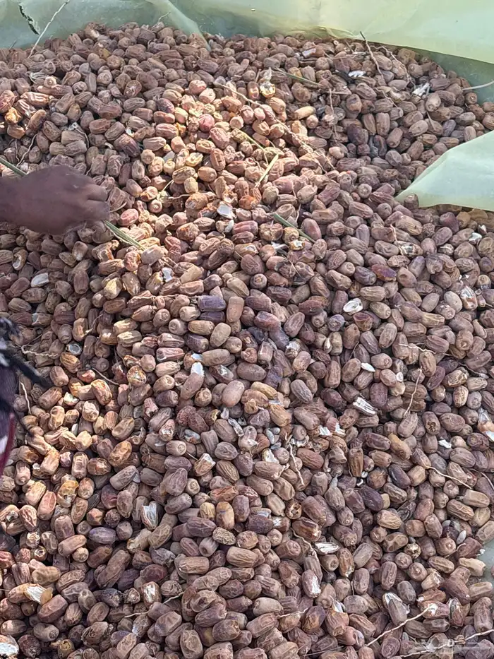 للبيع اعلاف تمر 2