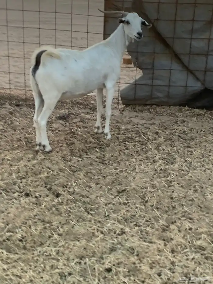 للبيع معزا بيشيات دفيع 5