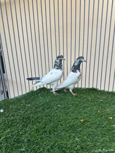 حمام باكستاني index