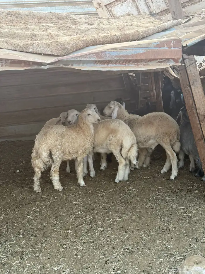 اللي عنده مناسبة ويبي طليان تجمله تربية شايب مراح يدخل 6